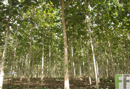 Playa Chuzo, Dezember 2016