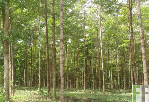 Playa Chuzo, Dezember 2016