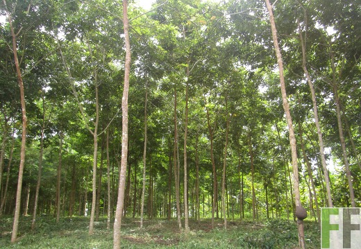 Playa Chuzo, Dezember 2016