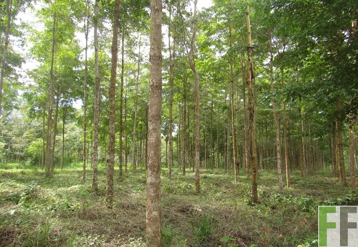Playa Chuzo, Dezember 2016