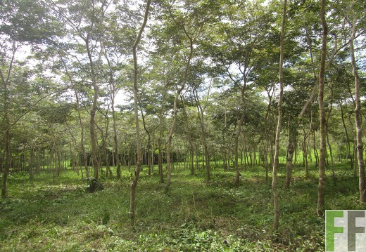Playa Chuzo, Dezember 2016