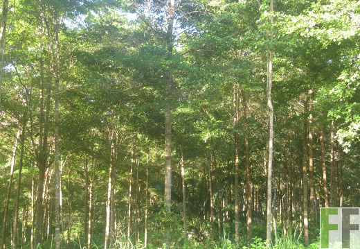 Ojo de Agua II, Dezember 2016