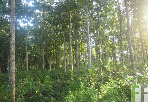 Ojo de Agua II, Dezember 2016