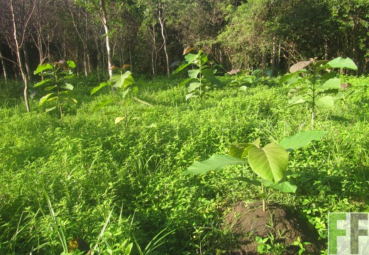 Ojo de Agua II, Dezember 2016