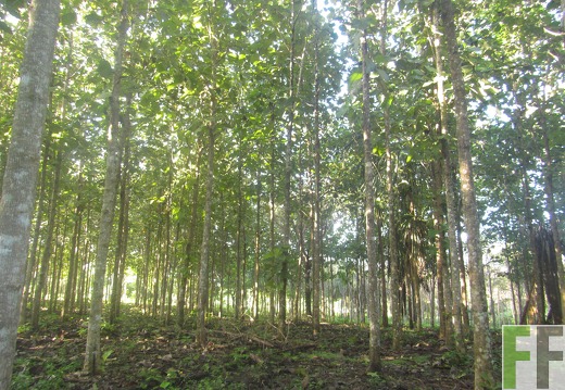 Ojo de Agua II, Dezember 2016