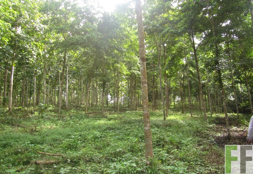 La Colina, Dezember 2016