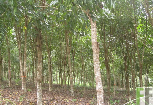 El Javillo, Dezember 2016