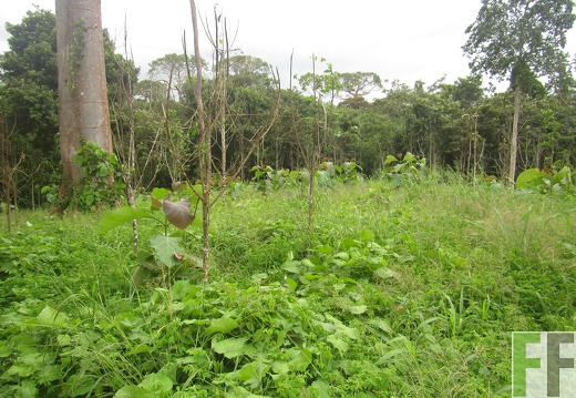 El Javillo, Dezember 2016