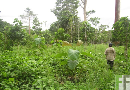 El Javillo, Dezember 2016