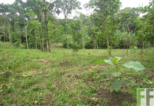 El Javillo, Dezember 2016