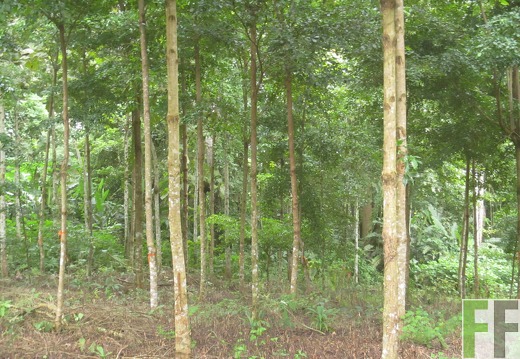 El Javillo, Dezember 2016