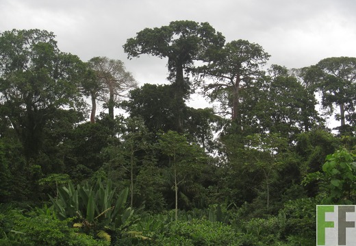 El Javillo, Dezember 2016