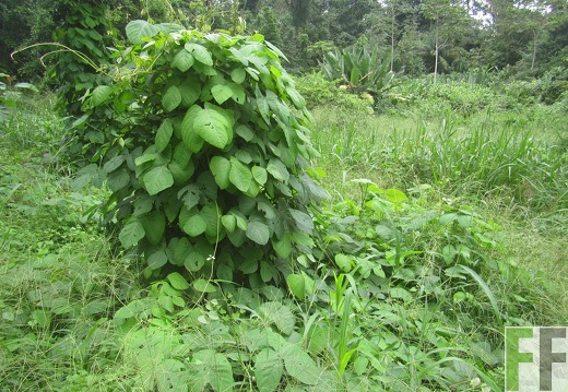 El Javillo, Dezember 2016