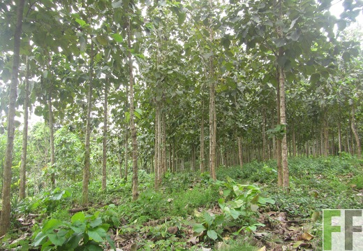 El Javillo, Dezember 2016