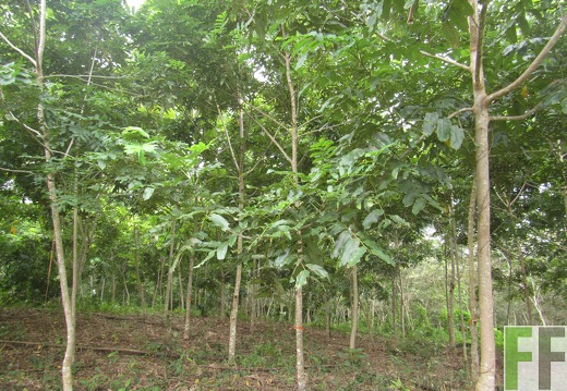 El Javillo, Dezember 2016