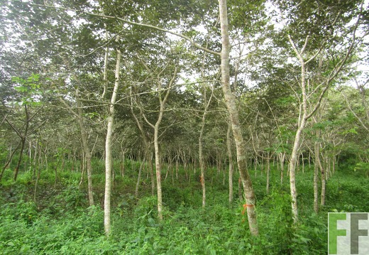 El Javillo, Dezember 2016