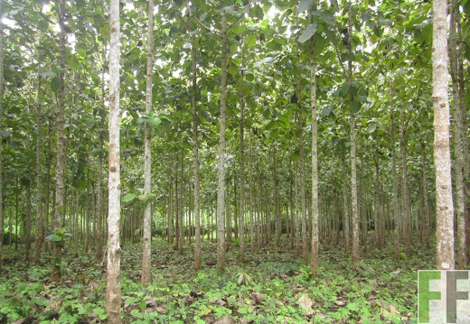 El Javillo, Dezember 2016