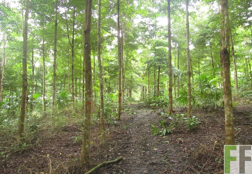 El Javillo, Dezember 2016