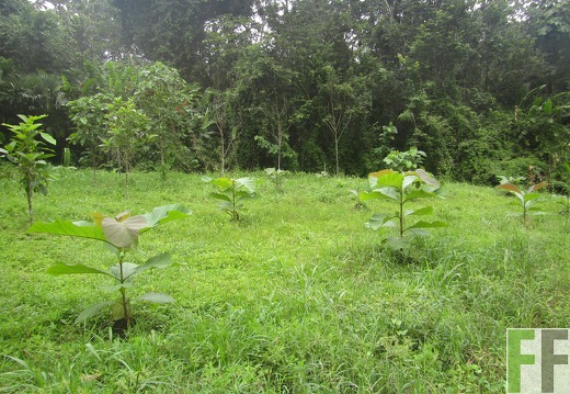 El Javillo, Dezember 2016