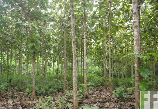 El Javillo, Dezember 2016