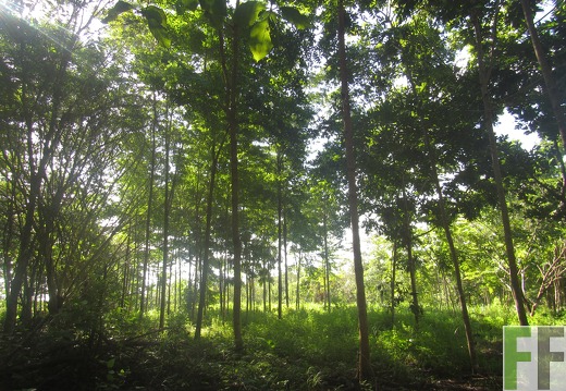 Ojo de Agua III, Dezember 2016