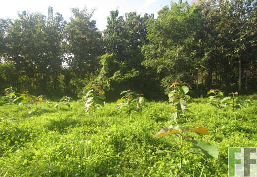 Ojo de Agua III, Dezember 2016