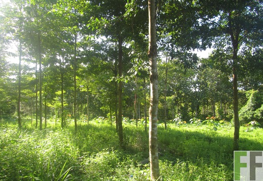 Ojo de Agua III, Dezember 2016