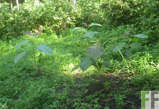 Ojo de Agua III, Dezember 2016