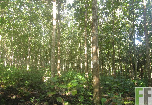 Ojo de Agua III, Dezember 2016