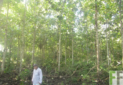 Metetí  II, Dezember 2016