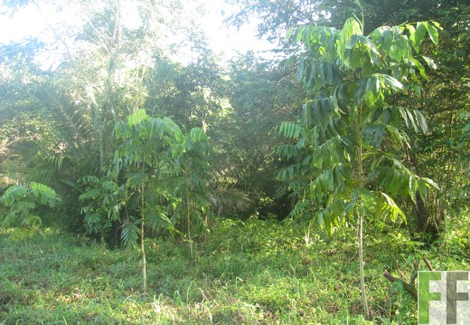 Metetí  II, Dezember 2016