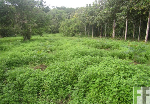 Cleopatra I, Dezember 2016