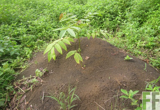 Cleopatra I, Dezember 2016