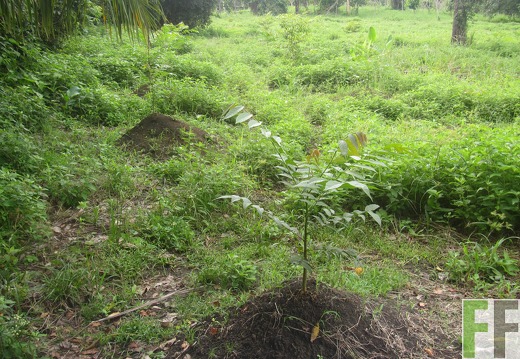 Cleopatra I, Dezember 2016