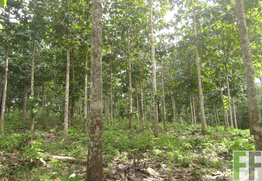 Cleopatra I, Dezember 2016