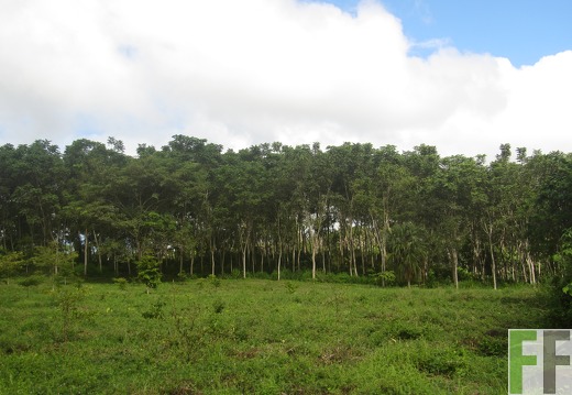 Cleopatra II, Dezember 2016