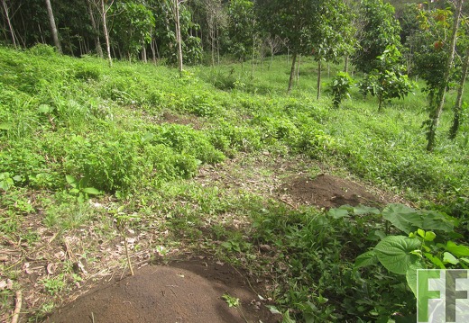 Cleopatra II, Dezember 2016