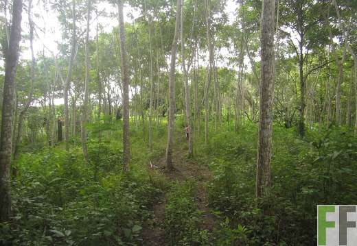 Cleopatra II, Dezember 2016