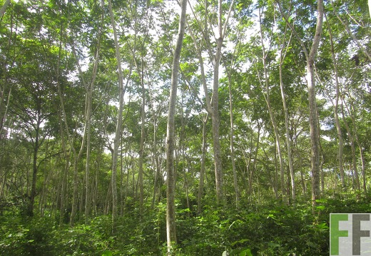 Cleopatra II, Dezember 2016