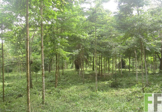 Cleopatra II, Dezember 2016