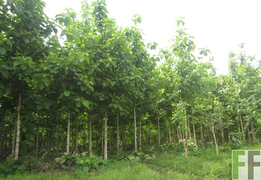 Relojera V, Mai 2016