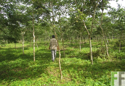 Relojera V, Mai 2016