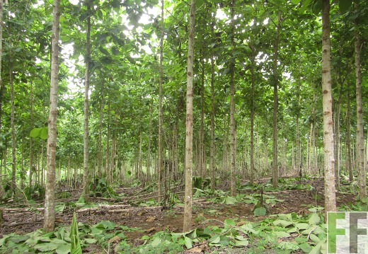 Relojera V, Mai 2016