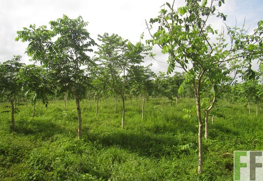 Relojera V, Mai 2016