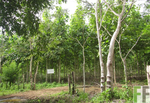 Relojera V, Mai 2016