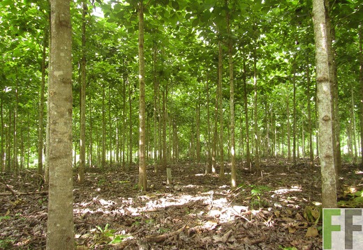 Relojera V, Mai 2016