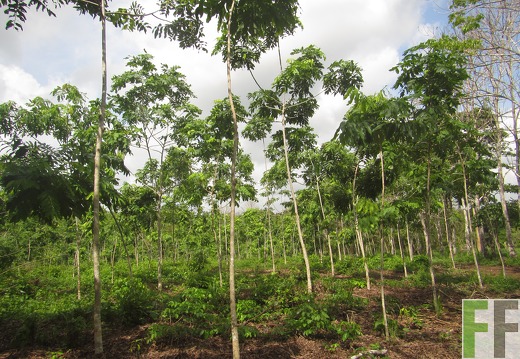 Relojera V, Mai 2016