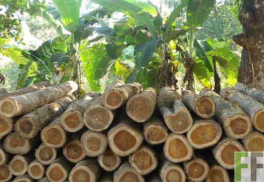 Teak (Tectona grandis)