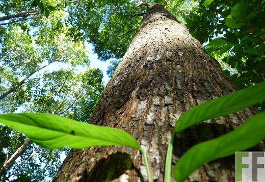 Amarillo (Terminalia amazonia)