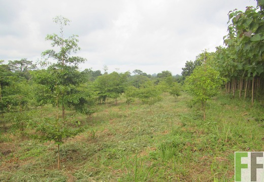 Finca Porto Chao I September 2015